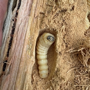 Agrianome spinicollis at Yanakie, VIC by Louisab