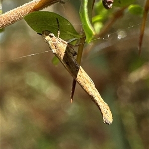 Zelleria cynetica at Tantawangalo, NSW - 8 Oct 2024