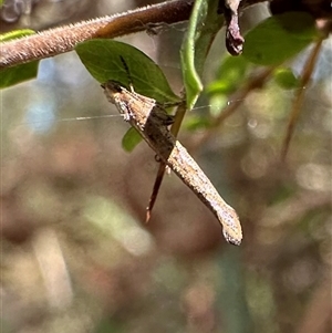 Zelleria cynetica at Tantawangalo, NSW - 8 Oct 2024