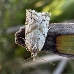 Merophyas divulsana (Lucerne Leafroller (Tortricinae, Archipini) at Tantawangalo, NSW - 9 Oct 2024 by Pirom