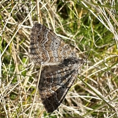 Chrysolarentia leptophrica (Rippled Carpet) at Tantawangalo, NSW - 10 Oct 2024 by Pirom