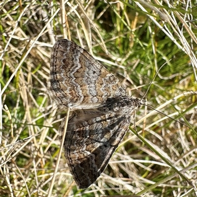 Chrysolarentia leptophrica (Rippled Carpet) at Tantawangalo, NSW - 9 Oct 2024 by Pirom