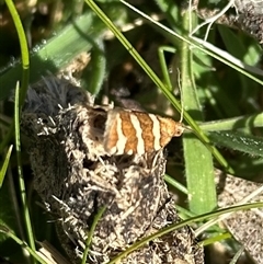 Subfurcatana subfurcatana (A Tortricid moth) at Tantawangalo, NSW - 10 Oct 2024 by Pirom