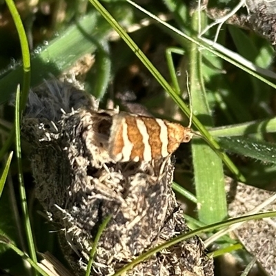 Subfurcatana subfurcatana (A Tortricid moth) at Tantawangalo, NSW - 10 Oct 2024 by Pirom