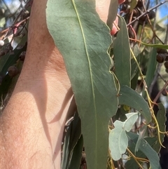 Eucalyptus macrorhyncha subsp. macrorhyncha at Higgins, ACT - 11 Oct 2024 04:02 PM