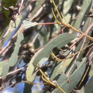 Eucalyptus macrorhyncha subsp. macrorhyncha at Higgins, ACT - 11 Oct 2024 04:02 PM