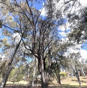 Eucalyptus macrorhyncha subsp. macrorhyncha at Higgins, ACT - 11 Oct 2024 04:02 PM