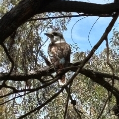 Dacelo novaeguineae (Laughing Kookaburra) at Bruce, ACT - 11 Oct 2024 by JVR