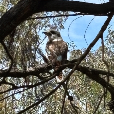 Dacelo novaeguineae (Laughing Kookaburra) at Bruce, ACT - 11 Oct 2024 by JVR