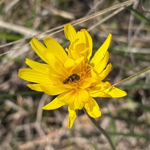 Microseris walteri at Bruce, ACT - 11 Oct 2024 12:58 PM