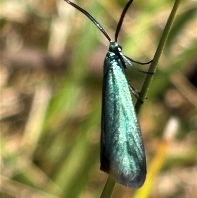 Pollanisus (genus) (A Forester Moth) at Aranda, ACT - 11 Oct 2024 by JVR