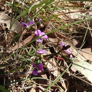 Glycine clandestina at Hall, ACT - 14 Sep 2024 11:26 AM