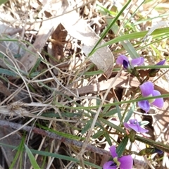 Glycine clandestina at Hall, ACT - 14 Sep 2024 11:26 AM