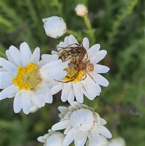 Australomisidia cruentata at Yarralumla, ACT - 8 Oct 2024