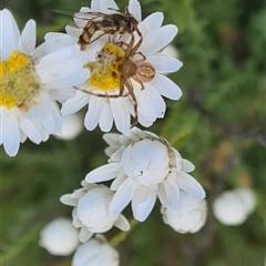 Australomisidia cruentata at Yarralumla, ACT - 8 Oct 2024