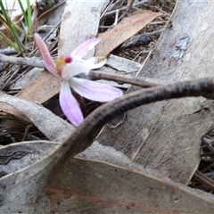 Caladenia fuscata (Dusky Fingers) at Hall, ACT - 14 Sep 2024 by AndyRussell