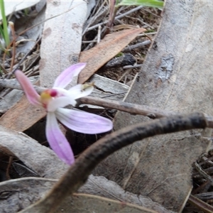 Caladenia fuscata at Hall, ACT - suppressed