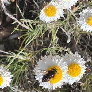 Bombyliidae (family) at Yarralumla, ACT - 8 Oct 2024