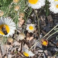 Bombyliidae (family) at Yarralumla, ACT - 8 Oct 2024