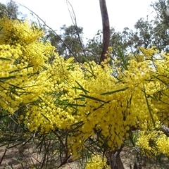 Acacia boormanii (Snowy River Wattle) at Hall, ACT - 14 Sep 2024 by AndyRussell