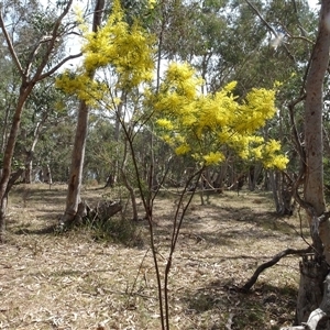 Acacia boormanii at Hall, ACT - 14 Sep 2024