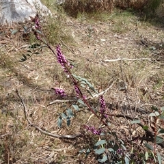 Indigofera australis subsp. australis (Australian Indigo) at Hall, ACT - 14 Sep 2024 by AndyRussell