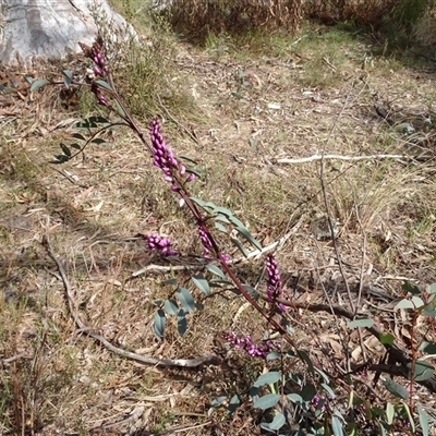 Indigofera australis subsp. australis (Australian Indigo) at Hall, ACT - 14 Sep 2024 by AndyRussell