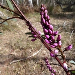 Indigofera australis subsp. australis at Hall, ACT - 14 Sep 2024