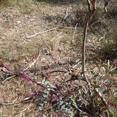 Indigofera australis subsp. australis at Hall, ACT - 14 Sep 2024