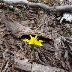 Microseris walteri (Yam Daisy, Murnong) at Hall, ACT - 14 Sep 2024 by AndyRussell