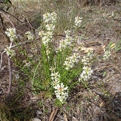 Stackhousia monogyna (Creamy Candles) at Hall, ACT - 14 Sep 2024 by AndyRussell