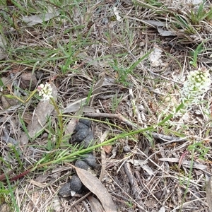 Stackhousia monogyna at Hall, ACT - 14 Sep 2024