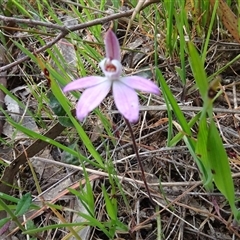 Caladenia fuscata (Dusky Fingers) at Hall, ACT - 14 Sep 2024 by AndyRussell