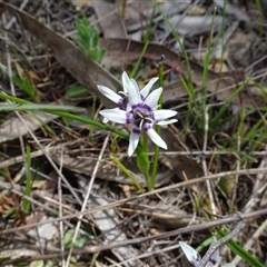 Wurmbea dioica subsp. dioica (Early Nancy) at Hall, ACT - 14 Sep 2024 by AndyRussell