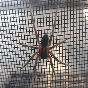 Unidentified Wolf spider (Lycosidae) at Fraser Range, WA by VanceLawrence