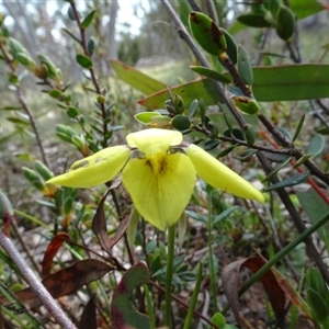 Diuris chryseopsis at Hall, ACT - suppressed