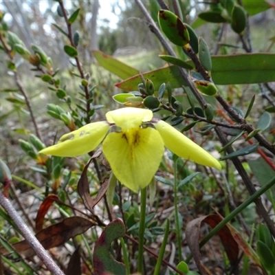 Diuris chryseopsis (Golden Moth) at Hall, ACT - 14 Sep 2024 by AndyRussell