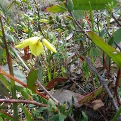 Diuris chryseopsis at Hall, ACT - suppressed