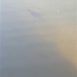 Chelodina longicollis at Nicholls, ACT - 11 Oct 2024