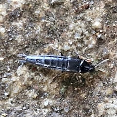 Unverified Insect at Goulburn, NSW - 11 Oct 2024 by trevorpreston