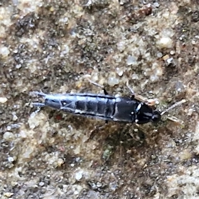 Unidentified Insect at Goulburn, NSW - 11 Oct 2024 by trevorpreston