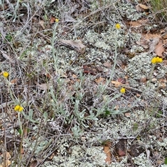 Chrysocephalum apiculatum (Common Everlasting) at Kingsdale, NSW - 11 Oct 2024 by trevorpreston