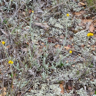 Chrysocephalum apiculatum (Common Everlasting) at Kingsdale, NSW - 11 Oct 2024 by trevorpreston