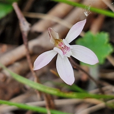 Caladenia fuscata (Dusky Fingers) at Kingsdale, NSW - 11 Oct 2024 by trevorpreston