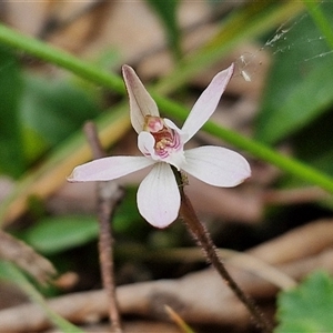 Caladenia fuscata at Kingsdale, NSW - 11 Oct 2024