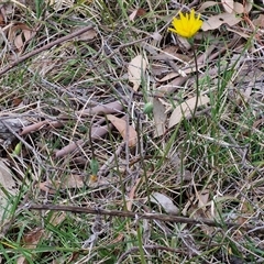 Microseris walteri (Yam Daisy, Murnong) at Kingsdale, NSW - 11 Oct 2024 by trevorpreston