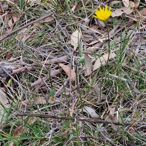 Microseris walteri at Kingsdale, NSW - 11 Oct 2024