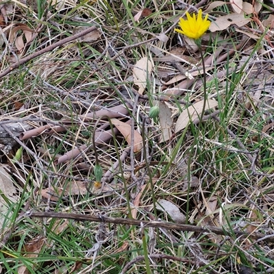 Microseris walteri (Yam Daisy, Murnong) at Kingsdale, NSW - 11 Oct 2024 by trevorpreston