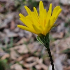 Microseris walteri at Kingsdale, NSW - 11 Oct 2024 01:15 PM