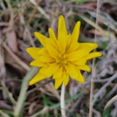 Microseris walteri at Kingsdale, NSW - 11 Oct 2024